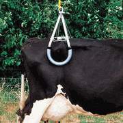 European Style Cow Lifter, <br> Medium Duty<br> Cotran 32-795
