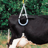 European Style Cow Lifter, <br> Medium Duty<br> Cotran 32-795