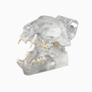 Feline Dental Model <br> Columbia Dentoform 1CTD