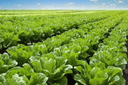 NDemand KILO <br> 5 Gallon <br> Wilbur-Ellis 242101 