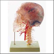 Neuroanatomy Head <BR> ANATOMICAL MODEL