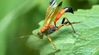 PARASITIC WASP POUCH <br> Beneficial Insectary 25000