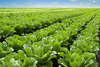 NDemand KILO <br> 5 Gallon <br> Wilbur-Ellis 242101 NDemand KILO <br> 5 Gallon <br> Wilbur-Ellis 242101