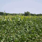 SPRAY SULFUR <br> 50 LB <br> Wilbur-Ellis 103624