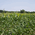 SPRAY SULFUR <br> 50 LB <br> Wilbur-Ellis 103624