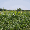 SPRAY SULFUR <br> 50 LB <br> Wilbur-Ellis 103624