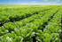 NUTRIO BIOSOAK 0-0-1 <br> 2.5 Gallon <br> Wilbur-Ellis 234146