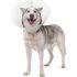 Pivetal Baxter Clear Elizabethan Collars <br> 25 cm , Each <br> Pivetal 21294642