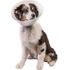 Pivetal Baxter Elizabethan Collar 20 cm<br>  PIVETAL 21294633