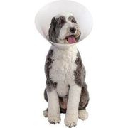 Pivetal Baxter Elizabethan Collar 30 cm<br>  PIVETAL 21294635