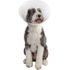 Pivetal Baxter Elizabethan Collar 30 cm<br>  PIVETAL 21294635