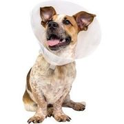 Pivetal Baxter Elizabethan Collar 7.5 cm <br>  PIVETAL 21294629