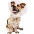 Pivetal Baxter Elizabethan Collar 7.5 cm <br>  PIVETAL 21294629
