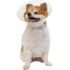 Pivetal Lock Rite Elizabethan Collar <br> 12 cm , Each <br> Pivetal 21294664
