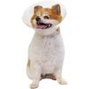 Pivetal Lock Rite Elizabethan Collar <br> 15 cm , Each <br> Pivetal 21294665 Pivetal Lock Rite Elizabethan Collar <br> 15 cm , Each <br> Pivetal 21294665