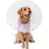 Pivetal Snap Guard Elizabethan Collar<br>  36 cm , each <br> PIVETAL 21294692