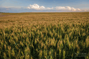 R-11 <br> 1 Gallon <br> Wilbur-Ellis 118448