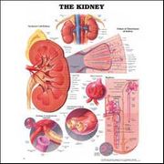 The Kidney <BR> Anatomical Chart