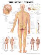 The Spinal Nerves <BR> Anatomical Chart