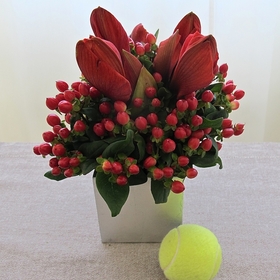 Amaryllis Chic Amaryllis Chic