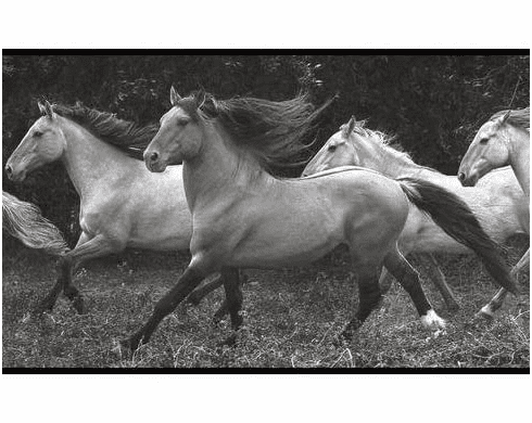 879625 Horses Running Wild Black/Gray Wallpaper Border BP8292bd