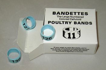 Bandettes    25 leg bands size 11
