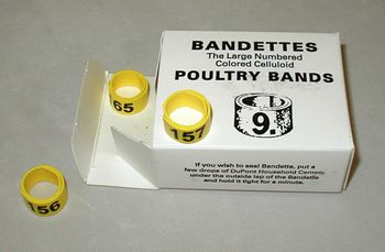 Bandettes    25 leg bands size 9