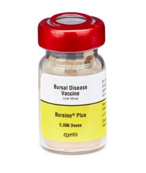Bursine Plus  (Gumboro or IBD) disease vaccine, Lukert strain  5000 dose