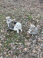 Deposit on one pup. (click here to order)