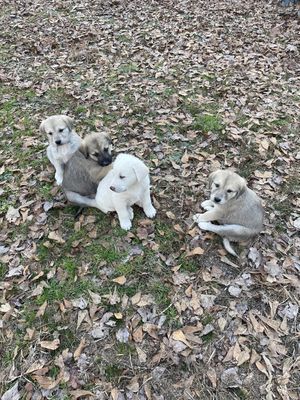 Deposit on one pup. (click here to order) Deposit on one pup. (click here to order)