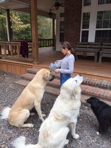 Deposit on one pup. (click here to order) Deposit on one pup. (click here to order)