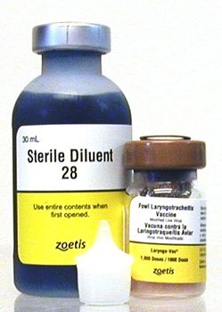 Laryngotracheitis Vac  1000 dose