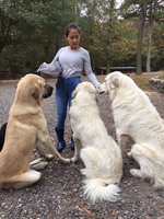 Livestock Guardian Dogs (pups)