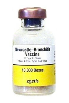 Newcastle Bronchitis B1, Mass. & Conn. 10,000 dose