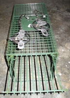 Varmint Traps