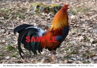 Wood Enterprises T-Shirt - Red Rooster 2