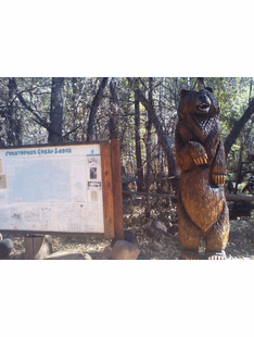 CUSTOM GRIZZLY CHAINSAW CARVING