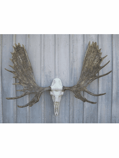 MOOSE EUROPEAN MOUNT