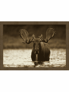 Moose Wall Art