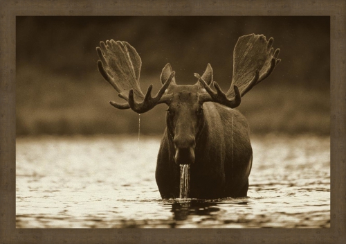 Moose Wall Art" title="Moose Wall Art