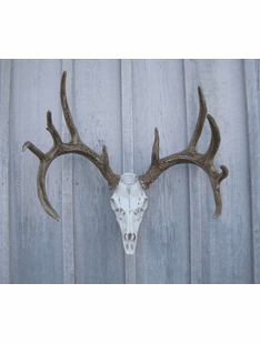 WHITETAIL DEER EUROPEAN MOUNT
