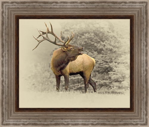Wildlife Collection" title="Wildlife Collection