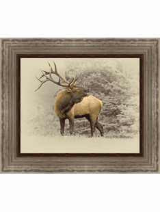 Wildlife Collection
