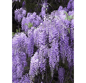 buy blue wisteria,where to buy blue wisteria,blue wisteria for sale,wisteria  for sale,