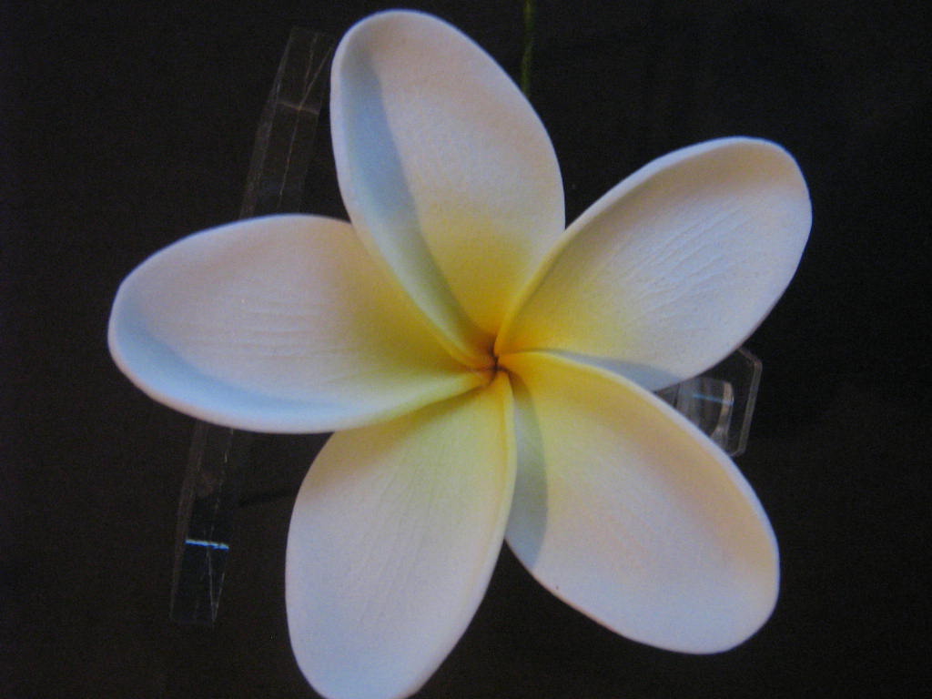 Hawaiian Plumeria Foam Flower Hair Pick - Red Tips With Yellow Center - Tropical Leis