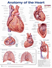 "HEART ANATOMY" LAMINATED ANATOMICAL CHART