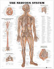 "NERVOUS SYSTEM" LAMINATED ANATOMICAL&nbspCHART
