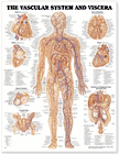 "THE VASCULAR SYSTEM & VISCERA" ANATOMICAL CHART