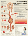 "UNDERSTANDING HIGH BLOOD PRESSURE" ANATOMICAL CHART