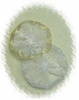 METALLIC EDGE ROSETTES